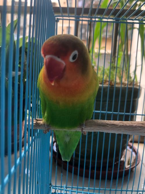 费氏牡丹鹦鹉:魅力与挑战并存 费氏牡丹鹦鹉:魅力与挑战并存