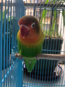 费氏牡丹鹦鹉：魅力与挑战并存