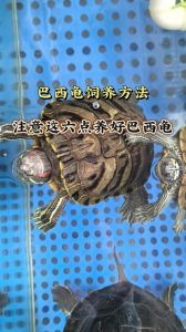 二个红耳巴西龟能不能一起养_巴西龟养几只易打架？