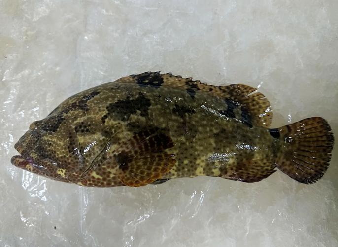 小虎斑鱼观赏鱼_易养耐活观赏食用两不误