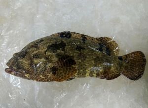 小虎斑鱼观赏鱼_易养耐活观赏食用两不误