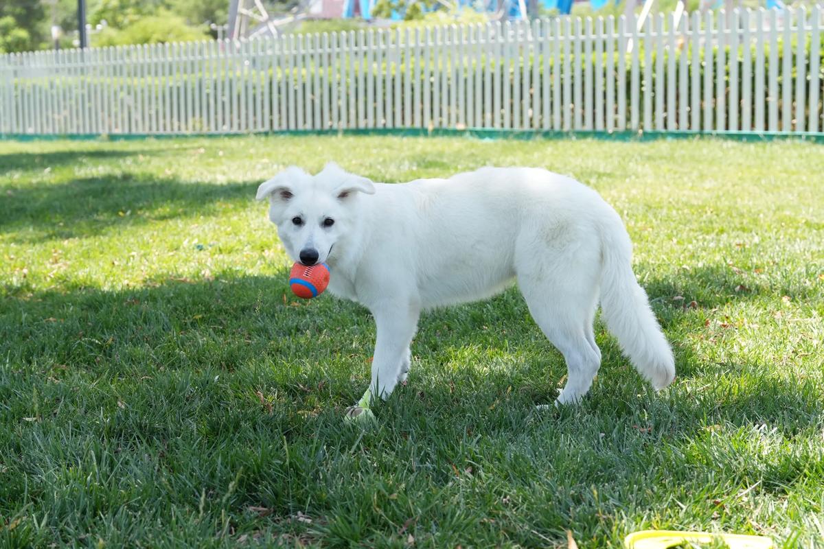 6个月瑞士牧羊犬身高体重_营养运动要点 6个月瑞士牧羊犬身高体重_营养运动要点