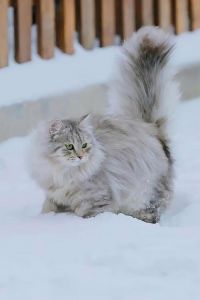 长毛猫冬天怕冷吗_长毛猫怕冷？保暖妙招要知道！