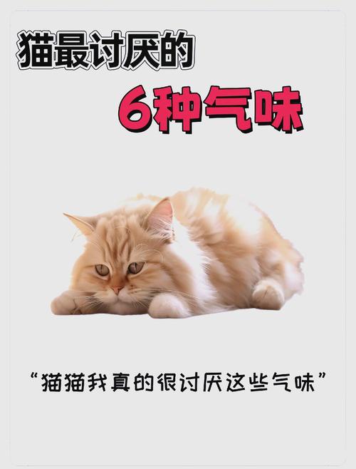 猫尝不出什么味道_猫咪尝不到甜味 对食物挑剔 猫尝不出什么味道_猫咪尝不到甜味 对食物挑剔