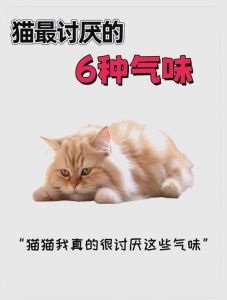 猫尝不出什么味道_猫咪尝不到甜味 对食物挑剔