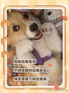 狗应激反应几天恢复_狗狗应激多久恢复？1-7天，严重需数月