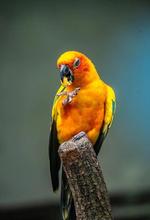 金太阳鹦鹉可以养吗_漂亮活泼但需注意保护规定 金太阳鹦鹉可以养吗_漂亮活泼但需注意保护规定