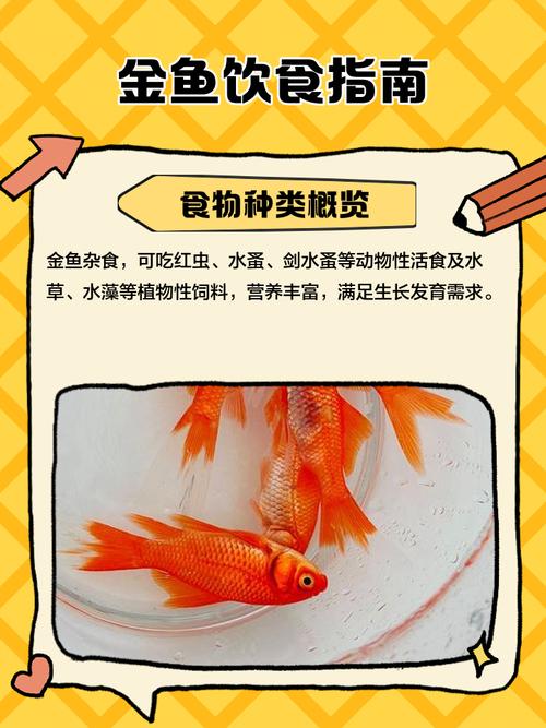 5厘米小金鱼喂食一次多少粒_喂小金鱼5厘米，每次2-10粒，分2-3次，观察进食调整量