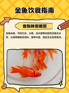 5厘米小金鱼喂食一次多少粒_喂小金鱼5厘米，每次2-10粒，分2-3次，观察进食调整量