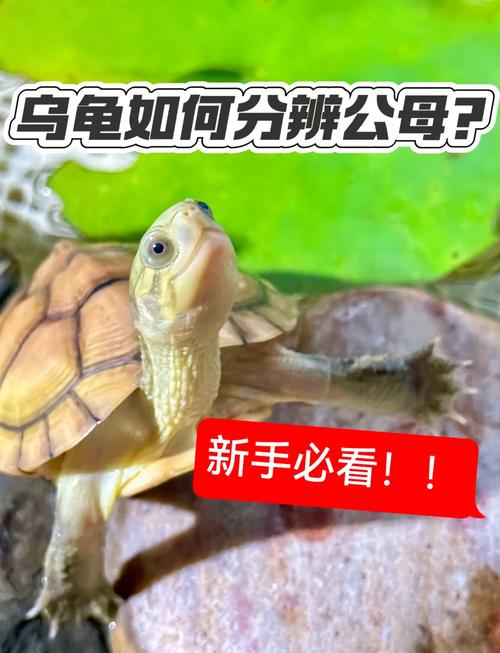 果核龟和麝香龟的区别_果核龟与麝香龟饲养区别