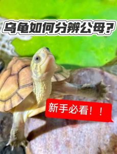 果核龟和麝香龟的区别_果核龟与麝香龟饲养区别