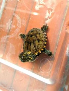 头盔龟属于麝香龟吗_麝香龟与头盔龟区别及混养饲养攻略