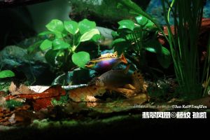 养短鲷用什么底砂_养短鲷选沙配木，喂食适量，混养选温和鱼