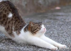 猫背练习有什么好处_缓解背痛，改善体态