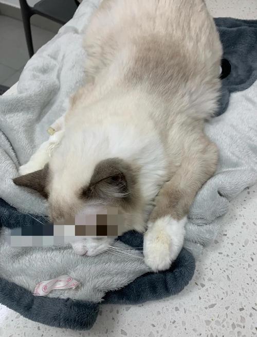 猫百合花闻到会中毒吗_百合花对猫有毒,勿种家中防误食 猫百合花闻到会中毒吗_百合花对猫有毒,勿种家中防误食