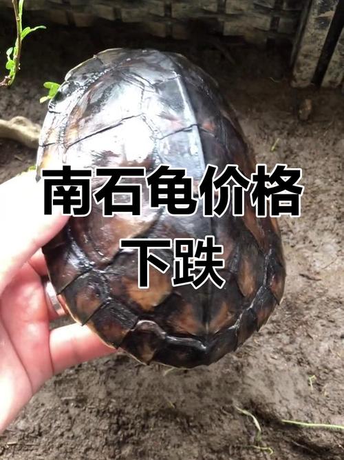 南石龟为什么一直往缸外爬_南石龟总爬缸外，可能缺光不适应或爱爬