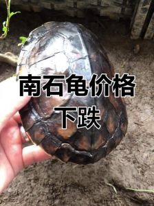 南石龟为什么一直往缸外爬_南石龟总爬缸外，可能缺光不适应或爱爬