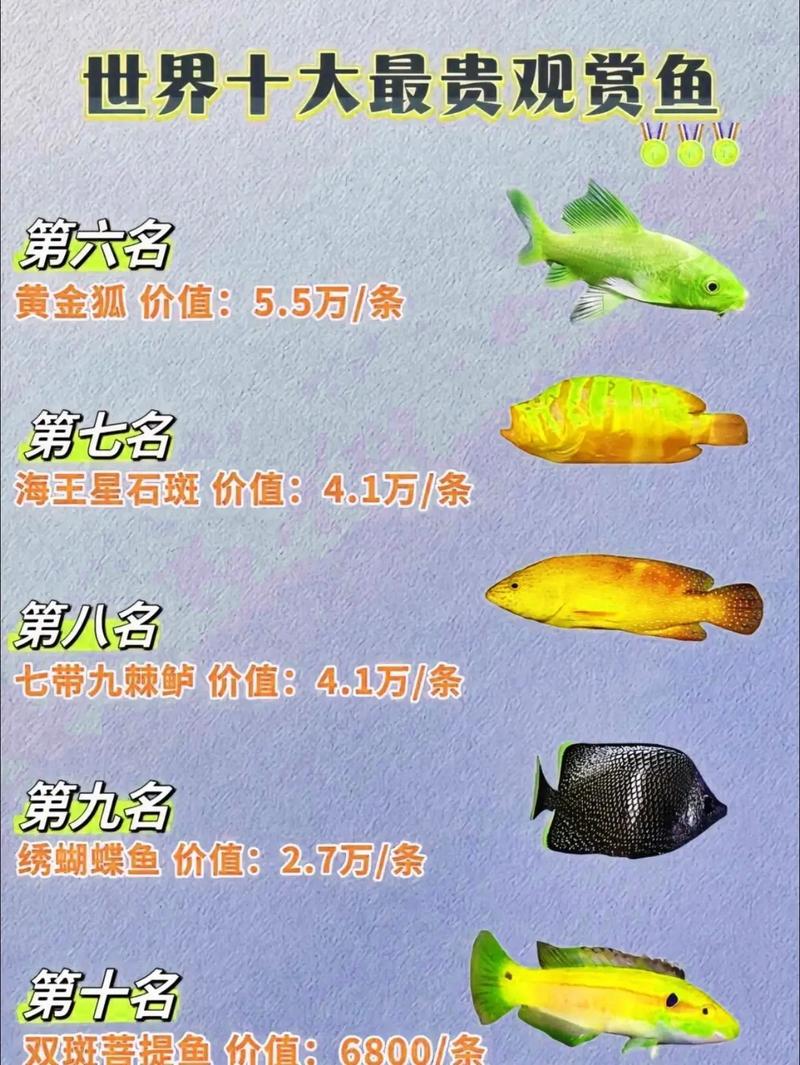 名贵观赏鱼前十名_朱顶紫罗袍双挂黑水泡卡力考琉金等珍品赏析 名贵观赏鱼前十名_朱顶紫罗袍双挂黑水泡卡力考琉金等珍品赏析