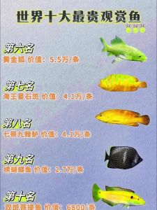 名贵观赏鱼前十名_朱顶紫罗袍双挂黑水泡卡力考琉金等珍品赏析
