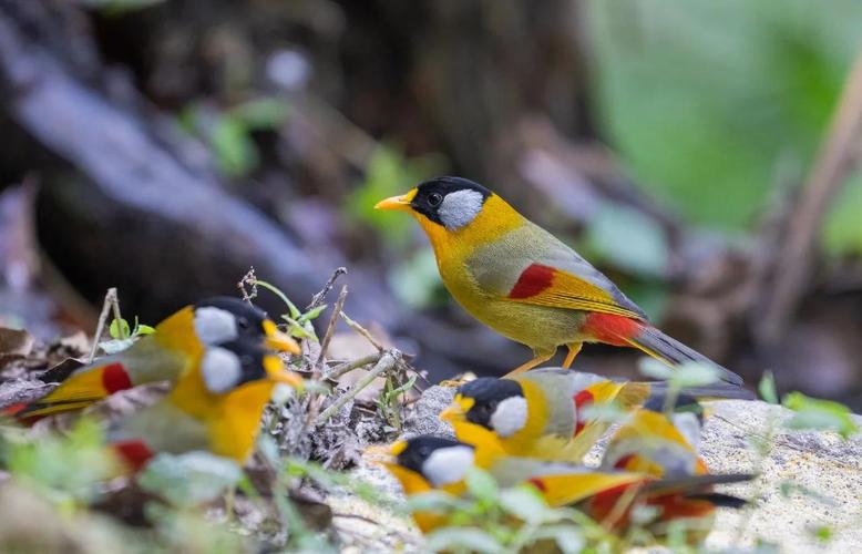 相思鸟一年叫几个月_爱情鸟,国家二级保护 相思鸟一年叫几个月_爱情鸟,国家二级保护