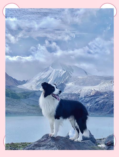 最通人性的犬_狗狗忠诚懂人心,一生守护爱主人 最通人性的犬_狗狗忠诚懂人心,一生守护爱主人