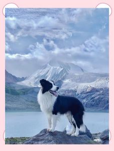 最通人性的犬_狗狗忠诚懂人心，一生守护爱主人