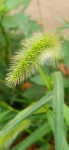 狗尾巴草品种_坚韧生命力强的植物家族