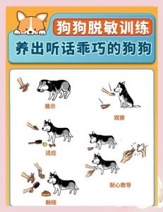 极度怕狗怎么办怎么克服_慢慢接触，读懂狗狗语言