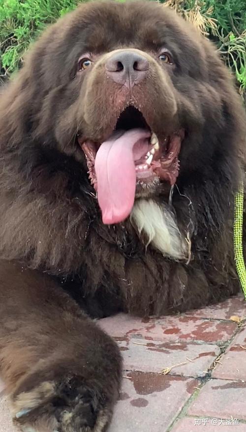 纽芬兰犬为什么禁养_纽芬兰犬禁养引争议，管理科普或可替代禁令