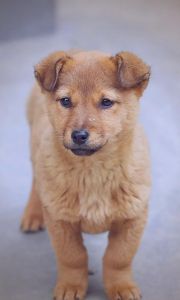 24款中华田园犬_适应性强忠诚好，分五大类选对更合适