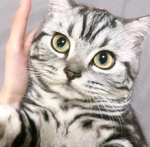 美短猫怕热吗夏天_美短猫怕热?夏季防暑小贴士 美短猫怕热吗夏天_美短猫怕热?夏季防暑小贴士