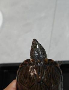 精品剃刀龟和普通剃刀龟差距_精品剃刀龟怎么养？