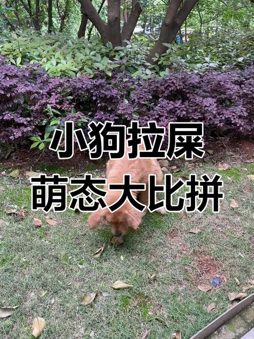 发出声音让狗狗拉粑粑_口令引导+定点训练狗狗便便 发出声音让狗狗拉粑粑_口令引导+定点训练狗狗便便