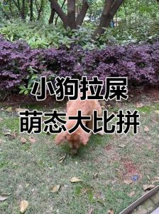 发出声音让狗狗拉粑粑_口令引导+定点训练狗狗便便