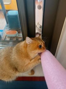 摸得好好的猫突然抓人_猫咪抓人原因及应对