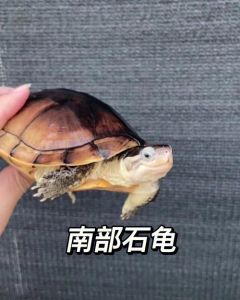 南石龟有灵性吗_南石龟真有灵性？饲养方式影响行为解读