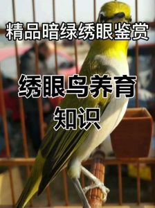 绣眼鸟单养还是双养好_绣眼鸟单养双养及饲养要点