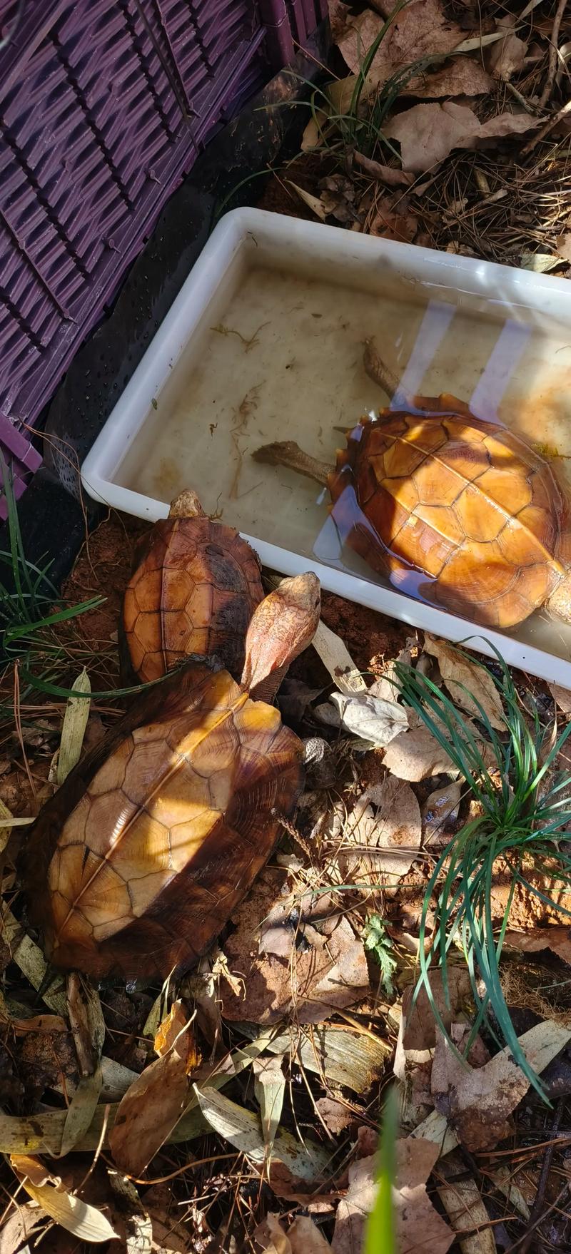 锯缘龟几月下蛋_锯缘龟4-8月繁殖,注意性别环境促交配 锯缘龟几月下蛋_锯缘龟4-8月繁殖,注意性别环境促交配