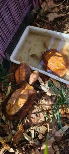 锯缘龟几月下蛋_锯缘龟4-8月繁殖，注意性别环境促交配