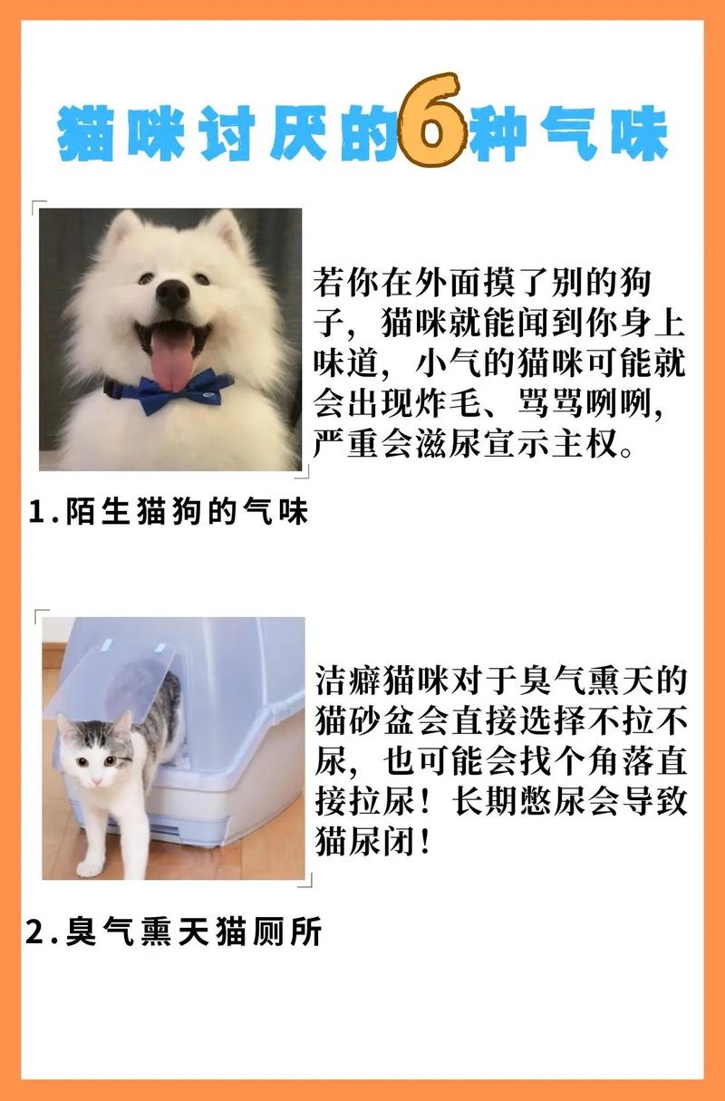 猫尝不出哪种味道_猫咪尝不到甜味，味蕾感知不同