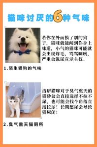 猫尝不出哪种味道_猫咪尝不到甜味，味蕾感知不同