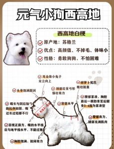 狗什么时候掉毛_狗狗换毛季护理全攻略