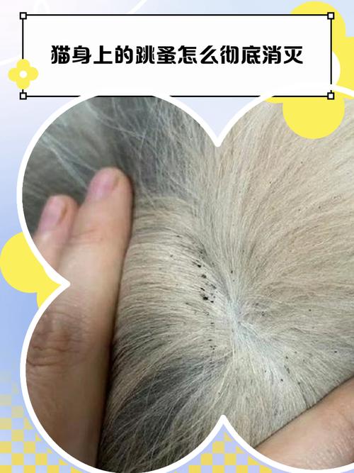 猫跳蚤会在人身上停留多久_猫跳蚤偶尔咬人,一般很快会离开 猫跳蚤会在人身上停留多久_猫跳蚤偶尔咬人,一般很快会离开