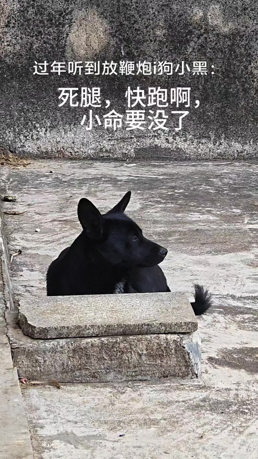 狗听见放炮就乱叫怎么办_鞭炮声吓坏狗?这样安抚最管用 狗听见放炮就乱叫怎么办_鞭炮声吓坏狗?这样安抚最管用