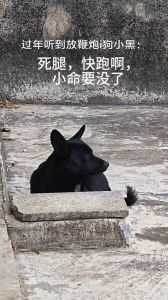 狗听见放炮就乱叫怎么办_鞭炮声吓坏狗？这样安抚最管用