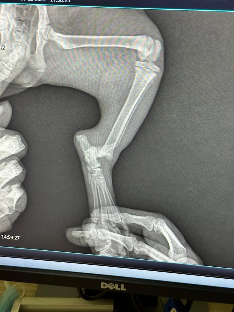 前腿小猫腿弯像骨折一样_猫咪前腿弯曲瘸行?快检查别耽误! 前腿小猫腿弯像骨折一样_猫咪前腿弯曲瘸行?快检查别耽误!