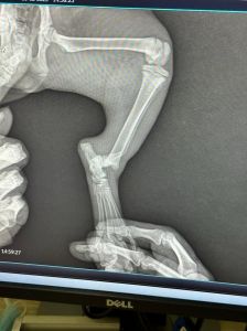 前腿小猫腿弯像骨折一样_猫咪前腿弯曲瘸行？快检查别耽误！