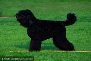 俄罗斯梗犬种_忠诚勇猛的守护犬