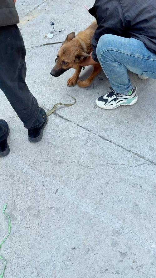 如果狗狗在离开时咬了主人会怎样_狗狗咬人原因及处理方法 如果狗狗在离开时咬了主人会怎样_狗狗咬人原因及处理方法