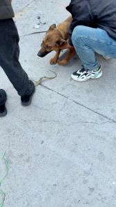 如果狗狗在离开时咬了主人会怎样_狗狗咬人原因及处理方法